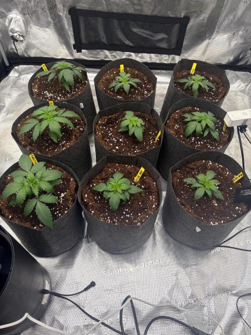 Bubblegum th seeds. Week 3 - Recién transplantadas 