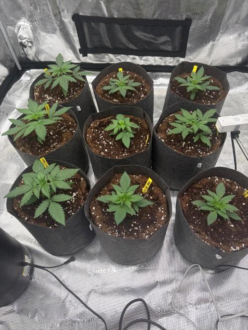 Bubblegum th seeds. Week 3 - 14 horas después 