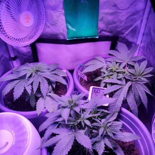 Barney's Farm Pineapple Chunk grow diary (journal) week5 by Percival
