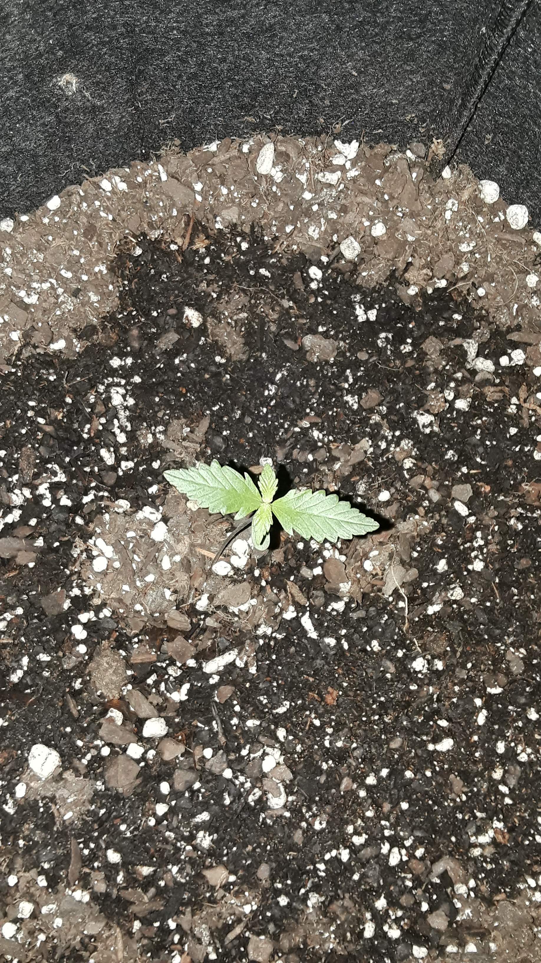 Sweet Seeds Devil Cream Auto® 2 grow diary (journal) 2 week1 by Removed