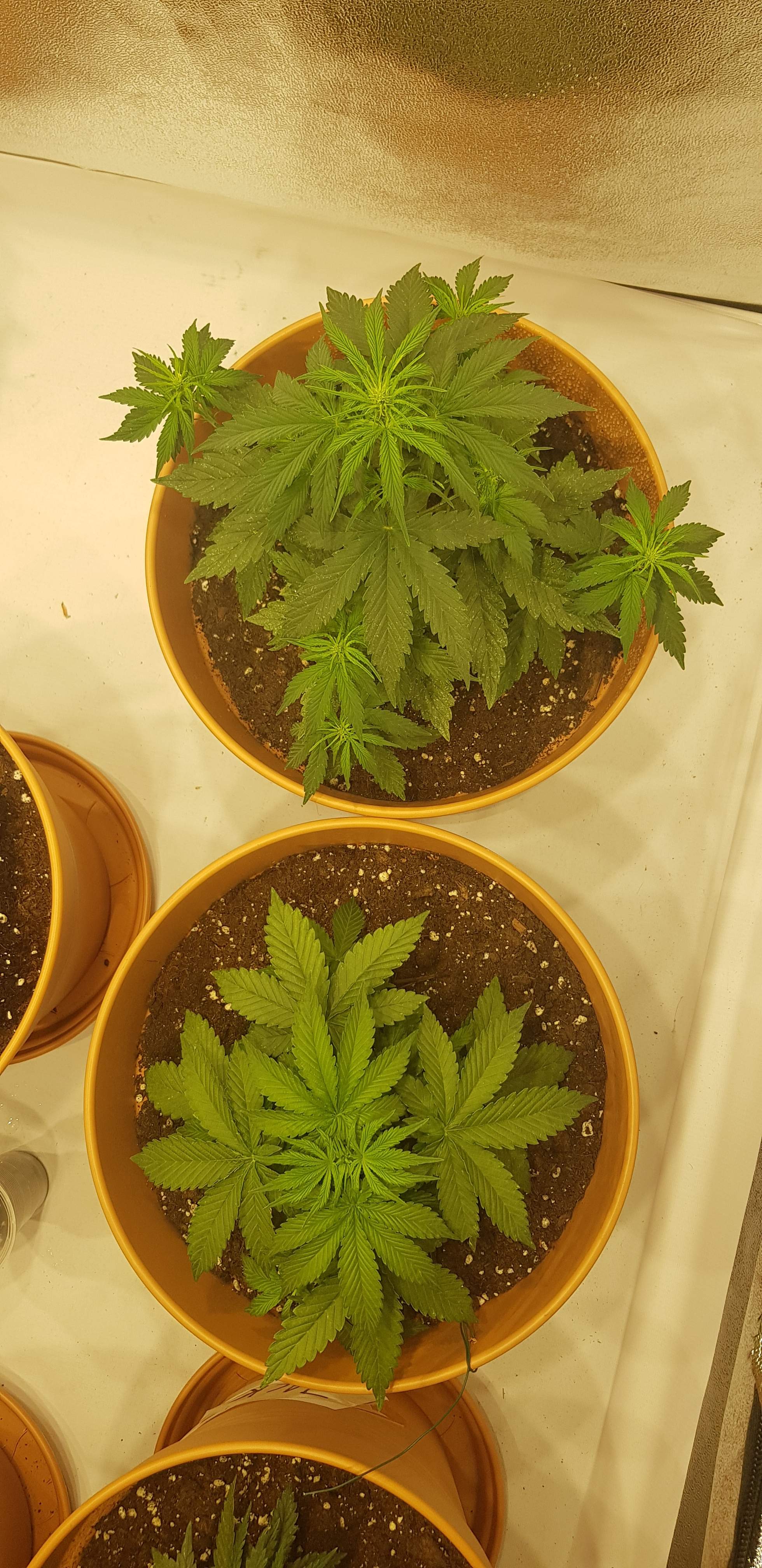 Dutch Passion Auto Banana Blaze grow diary (journal) week4 by