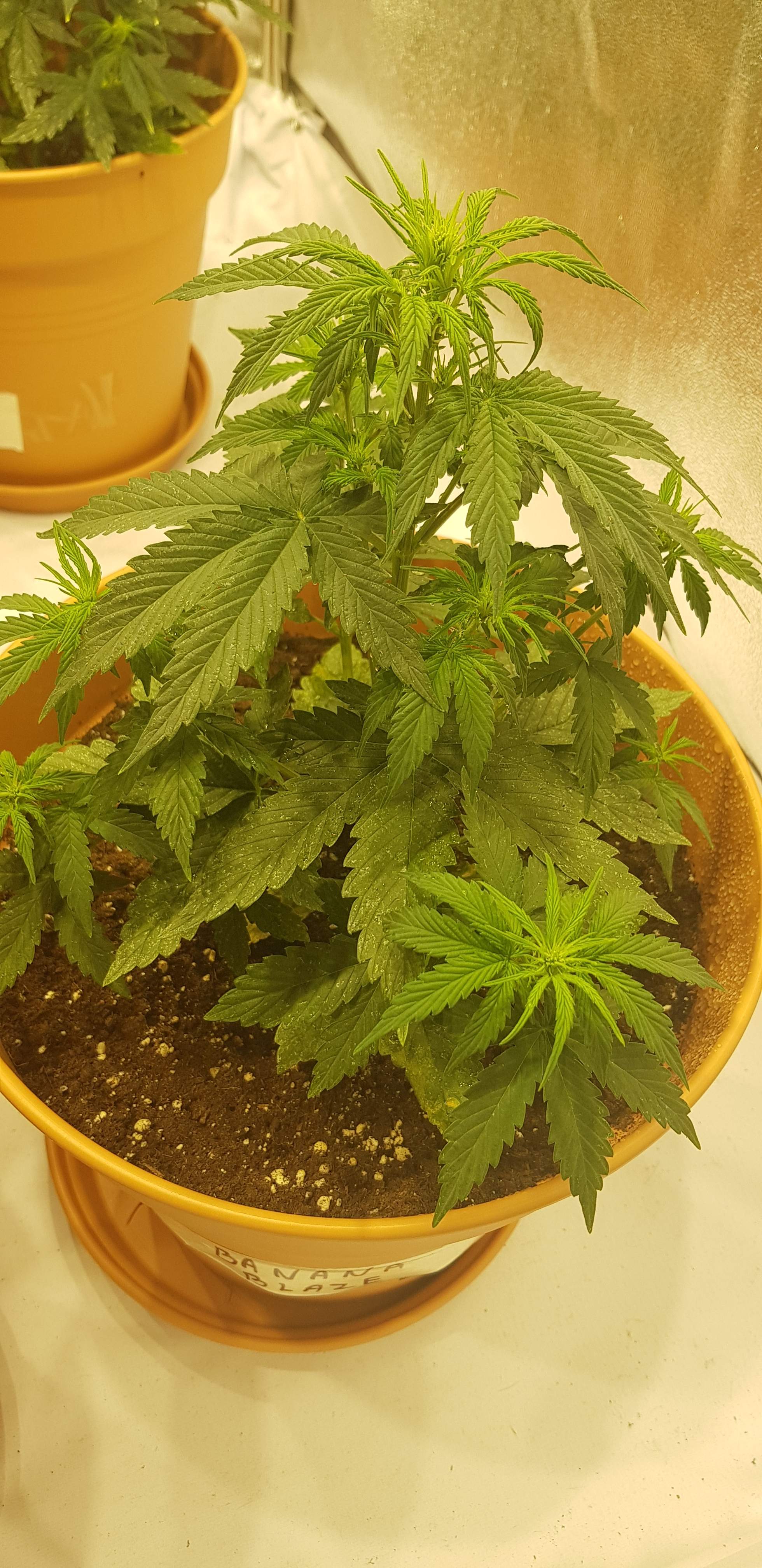 Dutch Passion Auto Banana Blaze grow diary (journal) week4 by