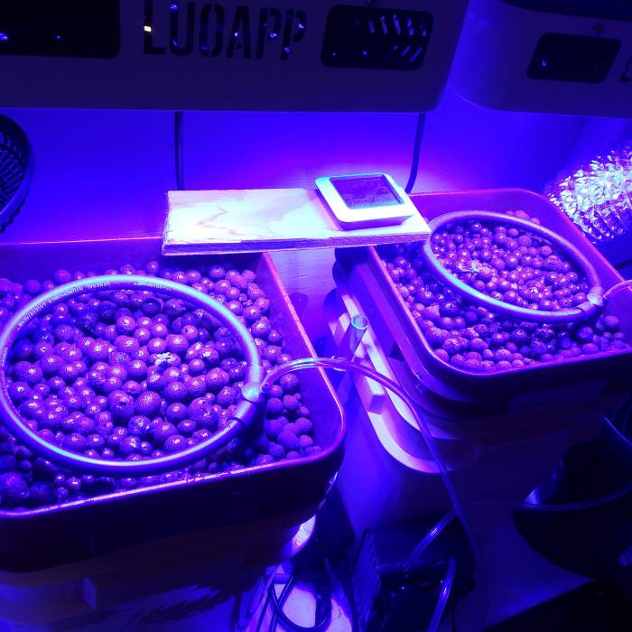 First time. Week 3 - Week 3, just added Nutrients.