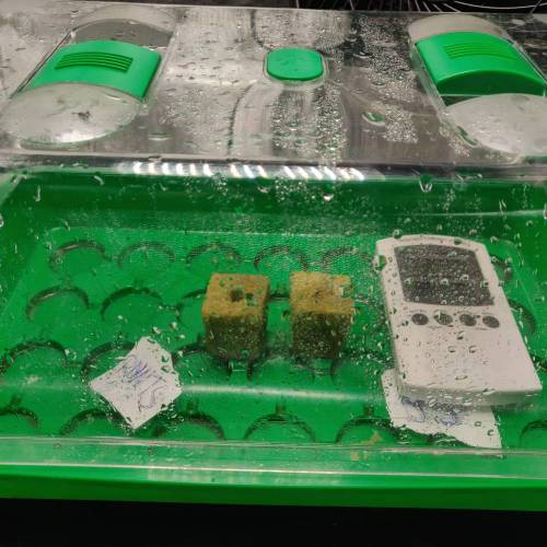 Grow 005. Week 0 - D1 | 09.04