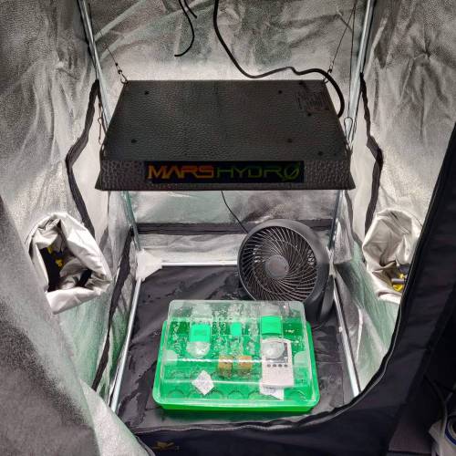 Grow 005. Week 0 - D1 | 09.04