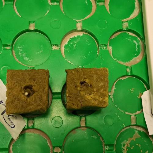 Grow 005. Week 0 - D4 | 12.04