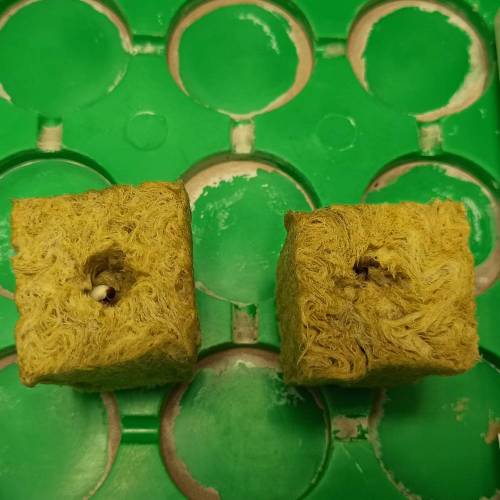 Grow 005. Week 0 - D4 | 12.04