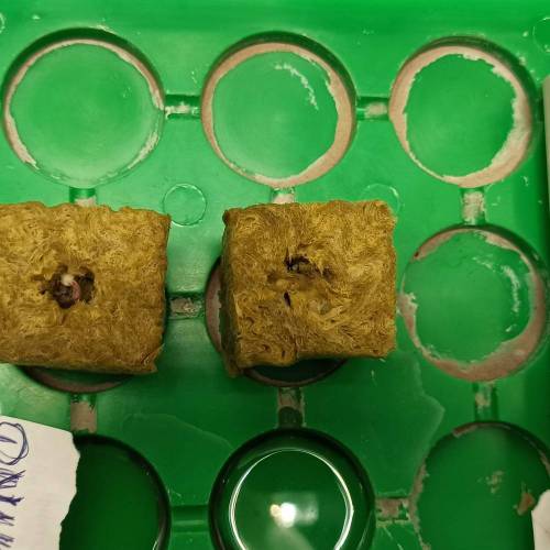 Grow 005. Week 0 - D5 | 13.04