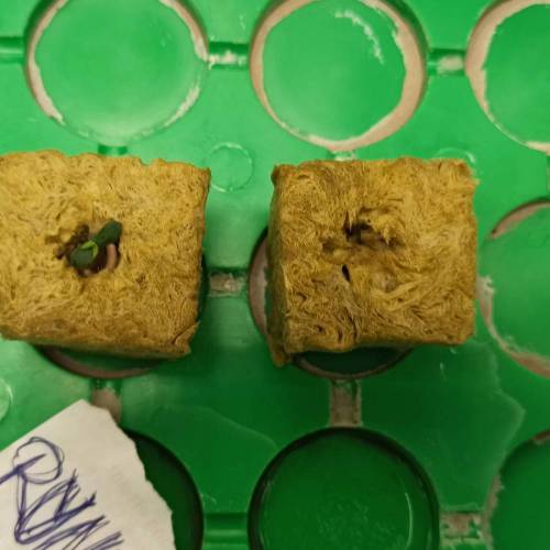 Grow 005. Week 0 - D6 | 14.04