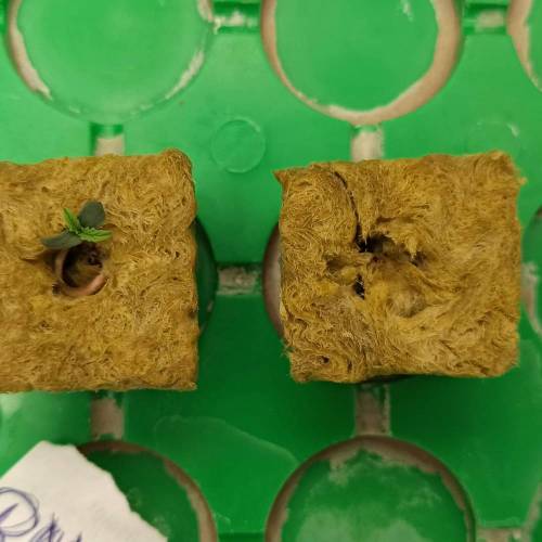 Grow 005. Week 0 - D7 | 15.04