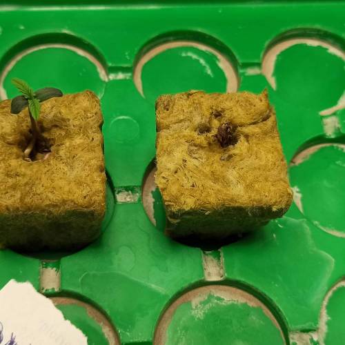 Grow 005. Week 1 - D1 | 16.04