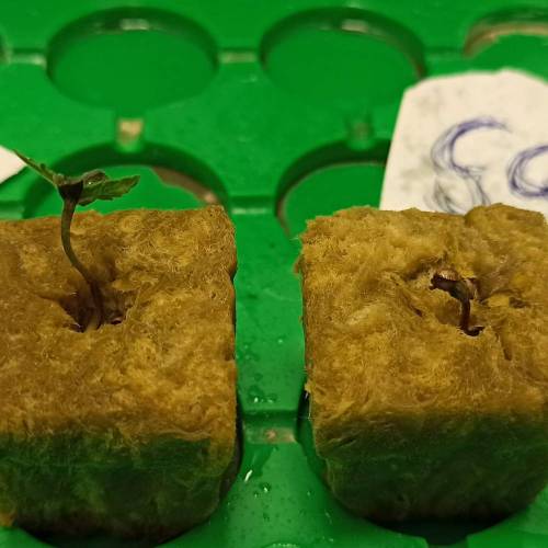 Grow 005. Week 1 - D3 | 18.04