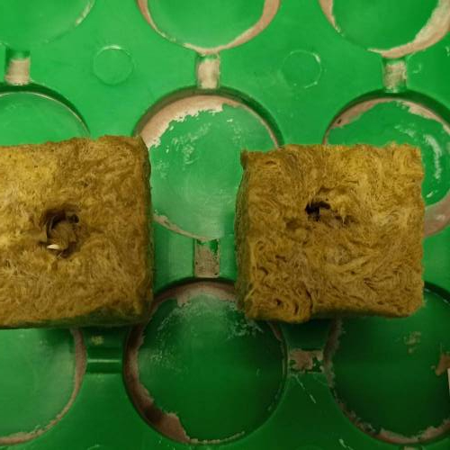 Grow 005. Week 0 - D3 | 11.04