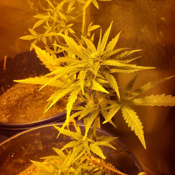 1st Auto Grow  Half indoor Half Outdoor. Week 4 - Got a tds meter and my ppm was only 180 on my runoff, online post had me scared to go over fertilize.. my soil must have been completely blanched from pulling it out of my vegetable garden and adding perlite.. they are flowering and looking a little better