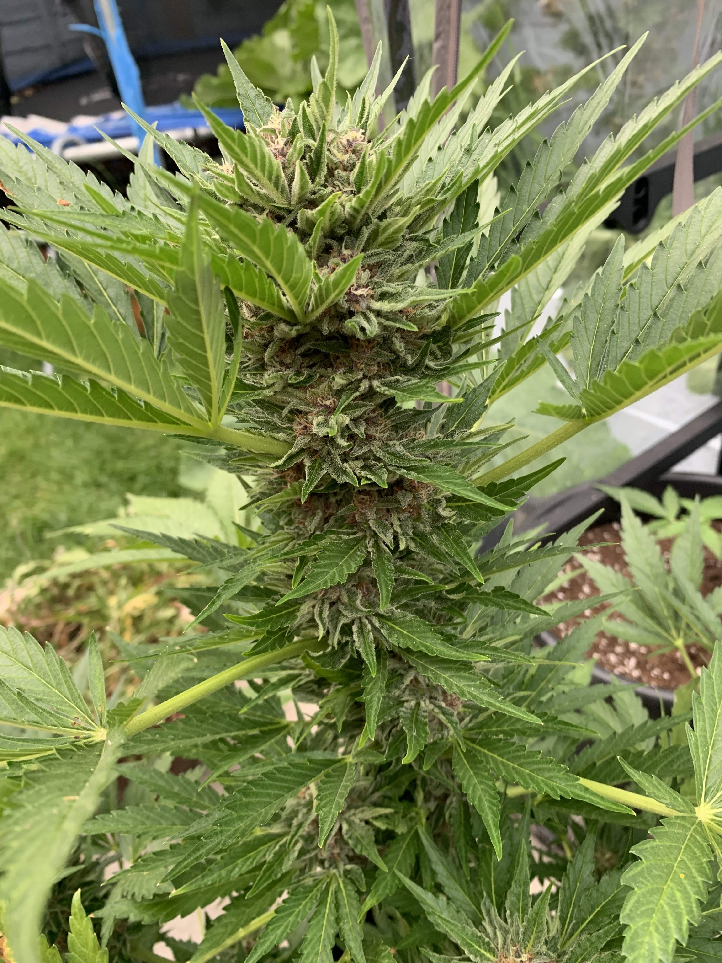 Royal Queen Seeds Fat Banana Automatic grow diary (journal) week12 by