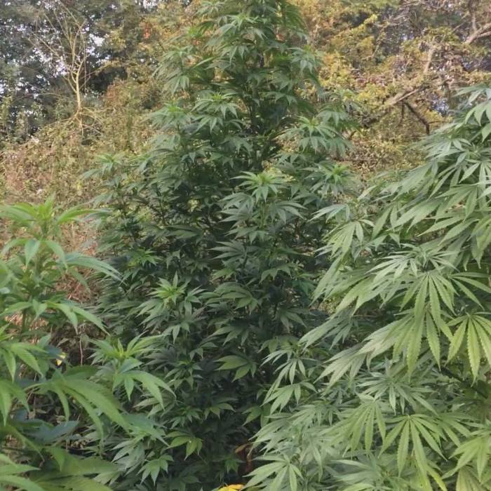 UK Power Plant Dutch Passion grow journal by UKElusiveGa...