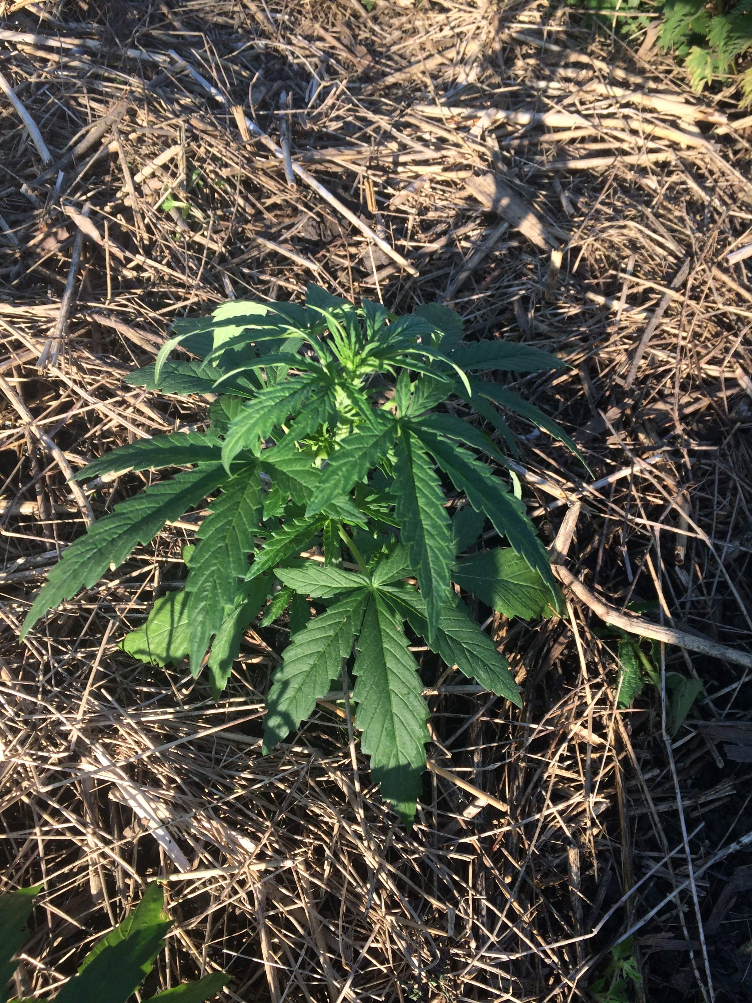 Big Buddha Seeds Blue Cheese Automatic, Vision Seeds Delhi Cheese Auto, Green House Seed Co