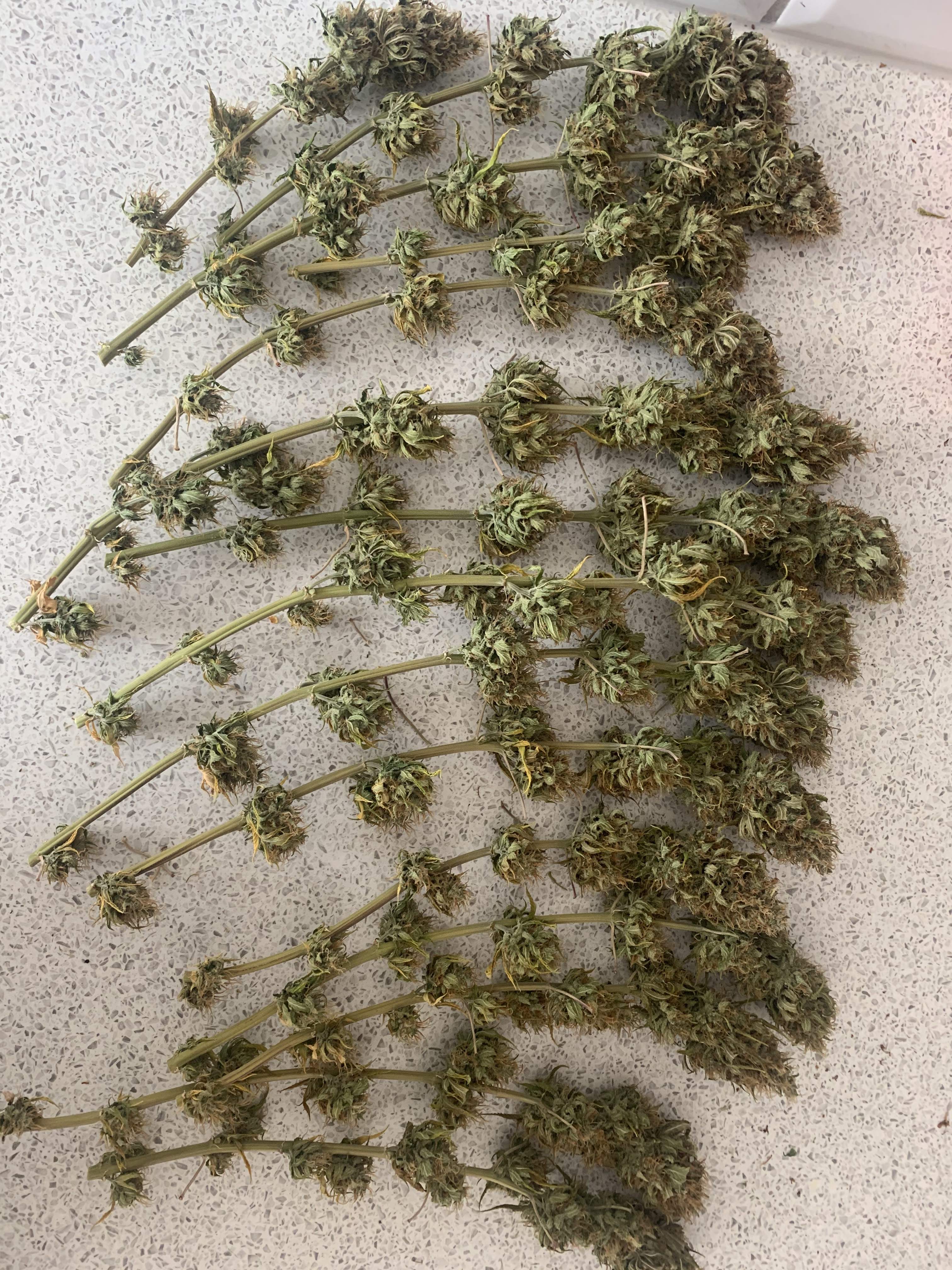 Royal Queen Seeds Candy Kush Express grow diary (journal) harvest15 by