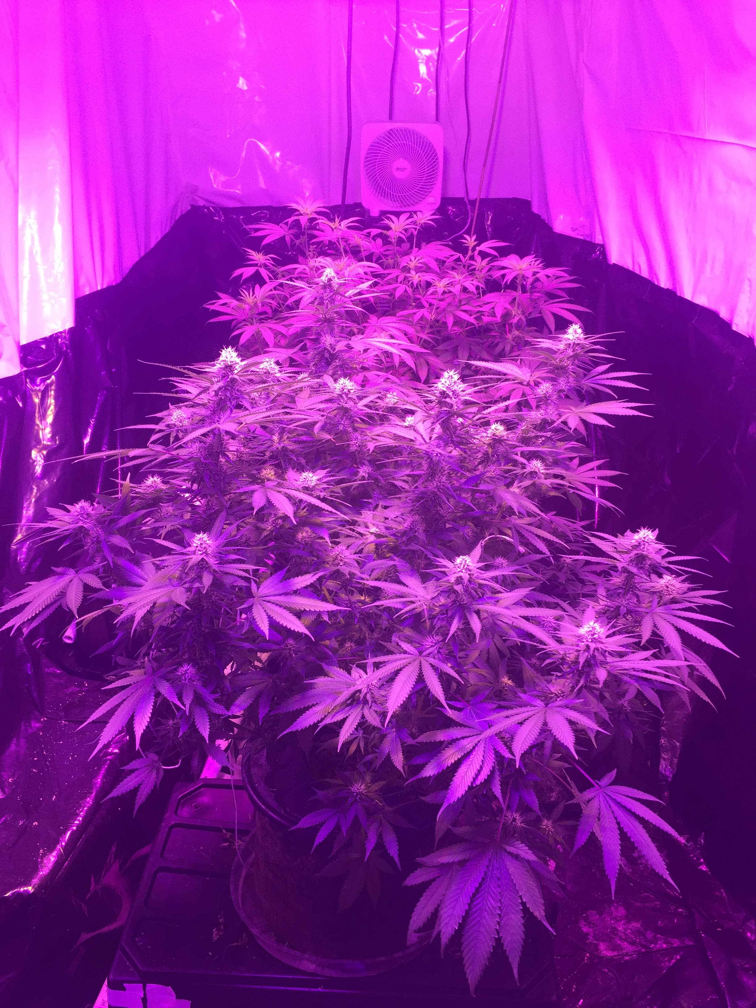 Green House Seed Co. Franco's Lemon Cheese grow diary (journal) week5