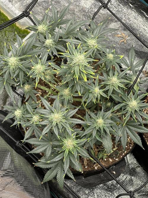 Sherbet queen. Week 6