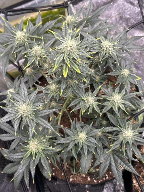 Sherbet queen. Week 6