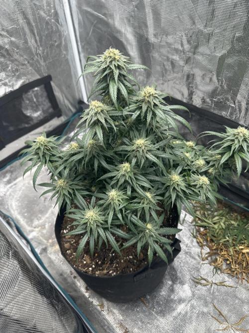 Biscotti Royal Queen. Week 7