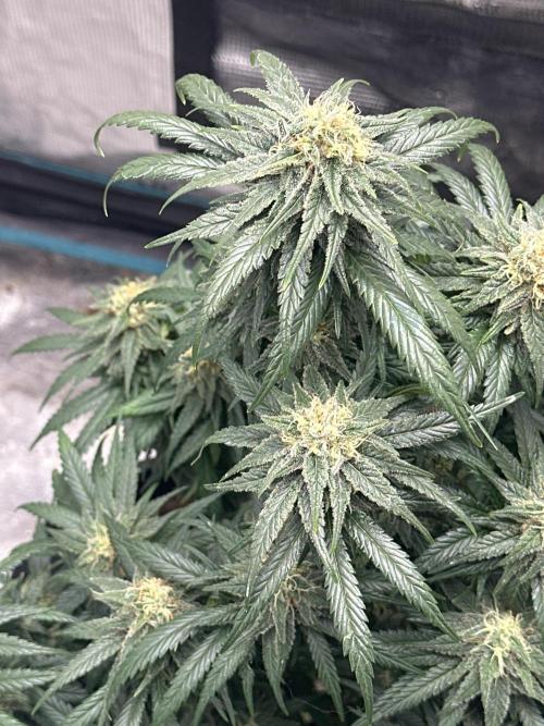 Biscotti Royal Queen. Week 7