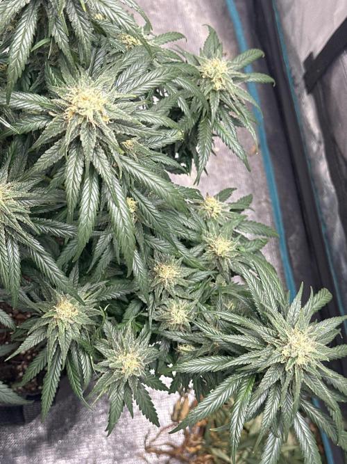 Biscotti Royal Queen. Week 7