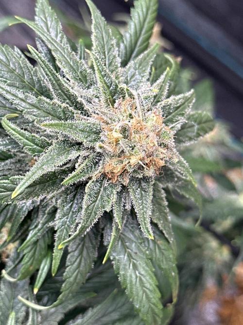 Biscotti Royal Queen. Week 9