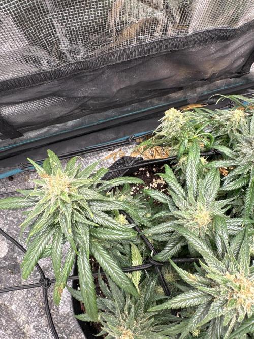 Biscotti Royal Queen. Week 9