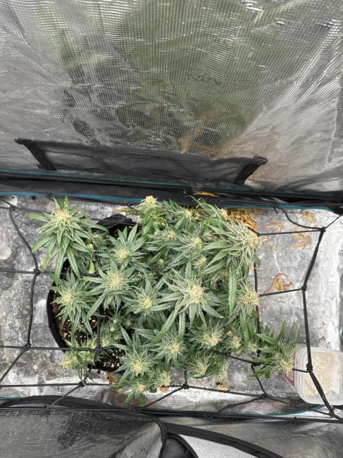 Biscotti Royal Queen. Week 9