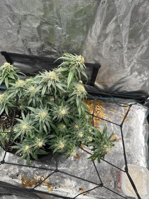 Biscotti Royal Queen. Week 9