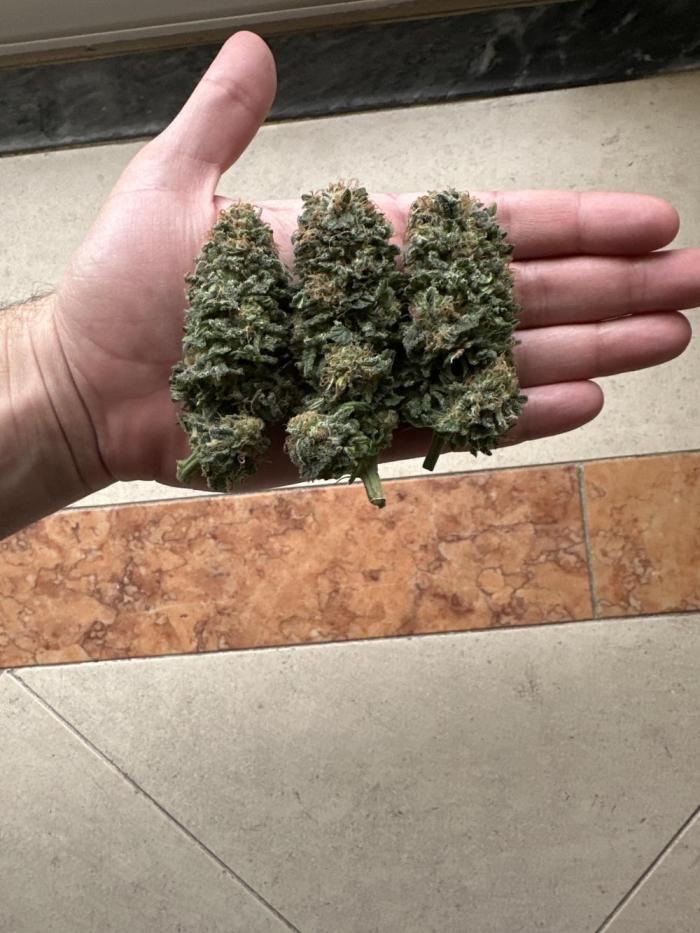 Biscotti Royal Queen. Week 10