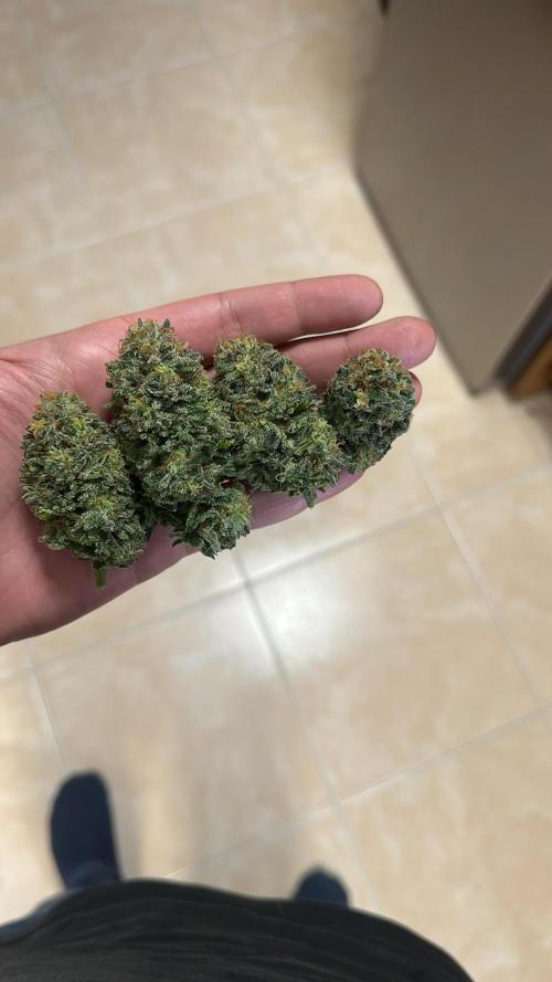 Sherbet queen. Week 7