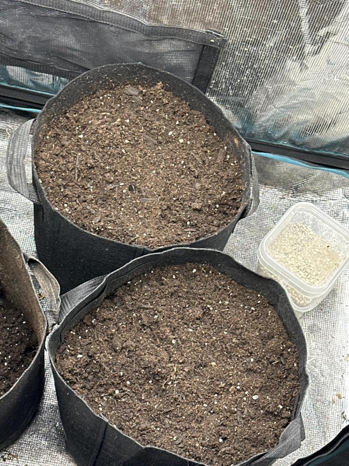 Wedding Cake Auto RQS. Week 0