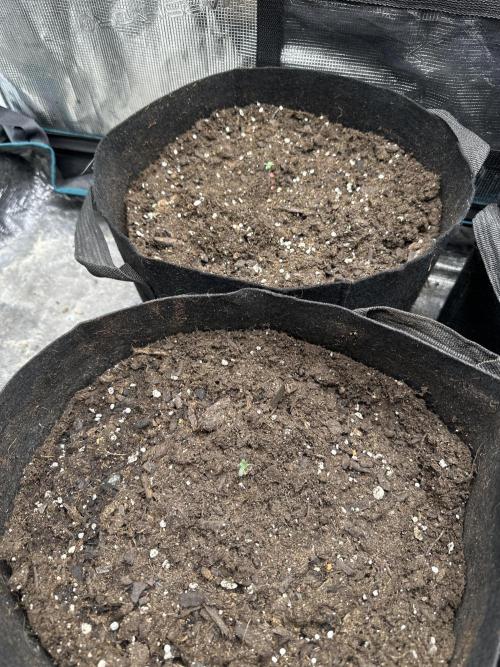 GOAT'lato Auto RQS. Week 0