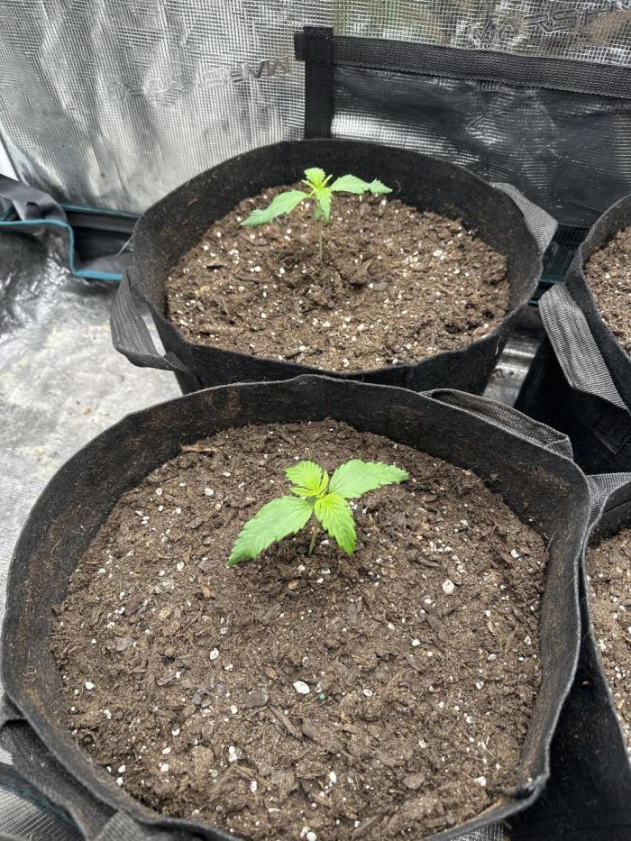 GOAT'lato Auto RQS. Week 1