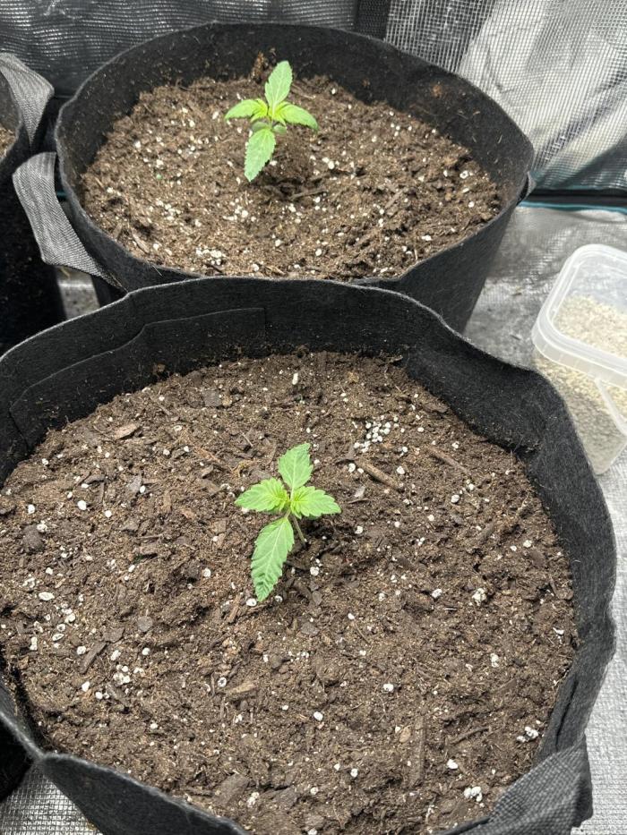 Wedding Cake Auto RQS. Week 1 - 🌺