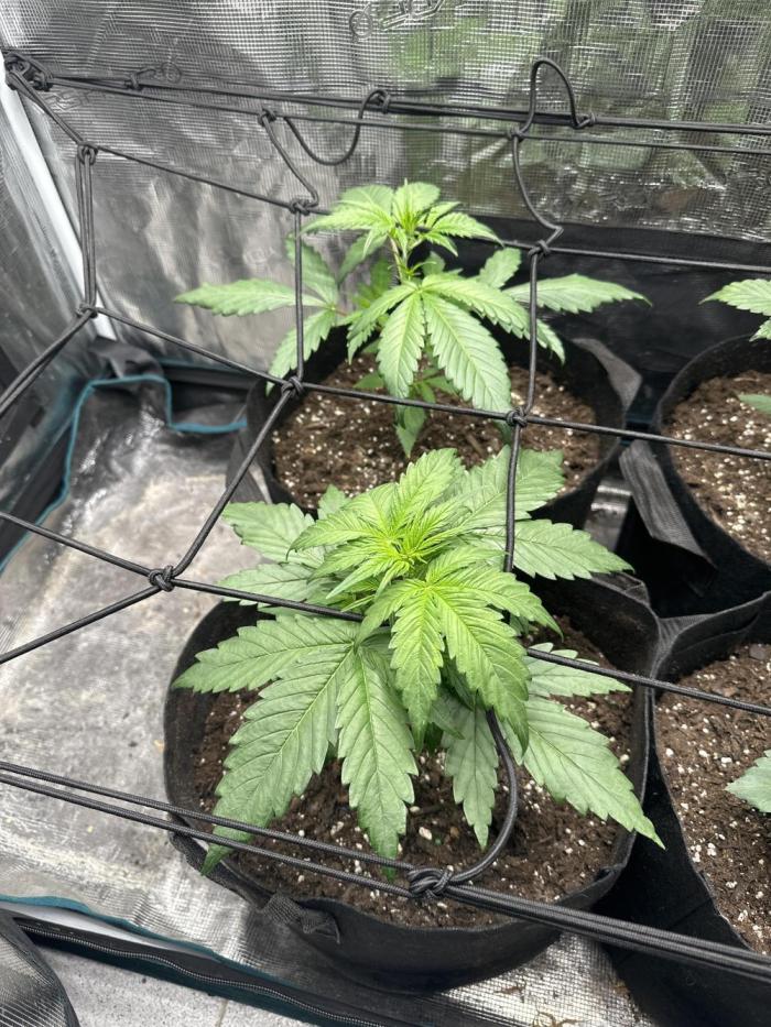 GOAT'lato Auto RQS. Week 2
