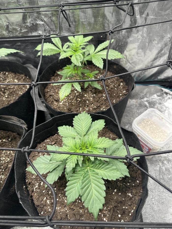 Wedding Cake Auto RQS. Week 2