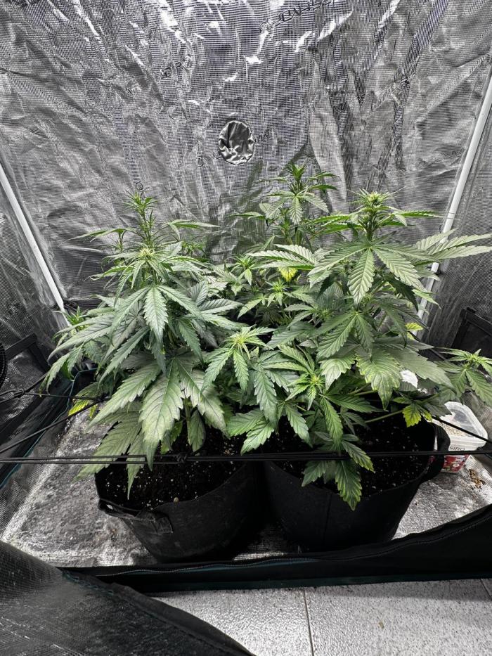 GOAT'lato Auto RQS. Week 4