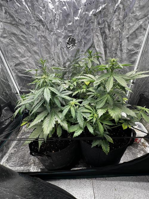 GOAT'lato Automatic . Week 4