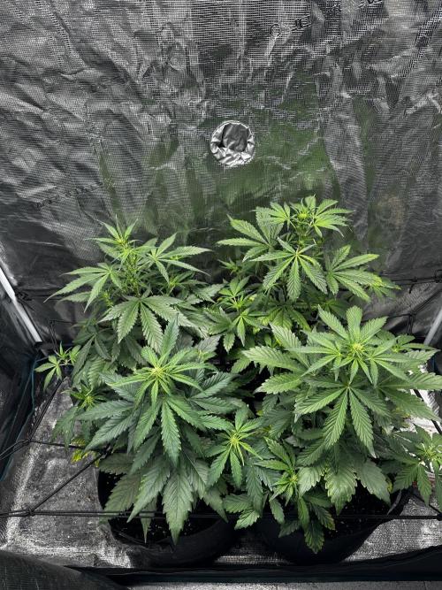 Wedding Cake Automatic. Week 4