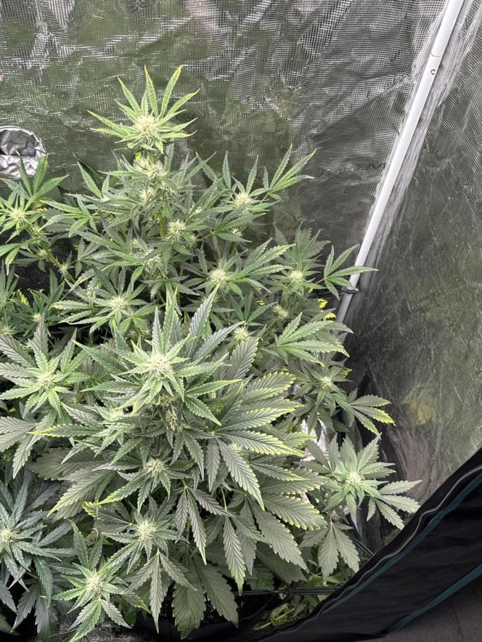 Wedding Cake Auto RQS. Week 5 - We need more mg 