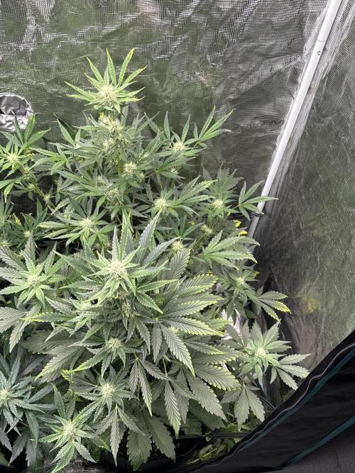 Wedding Cake Automatic. Week 5