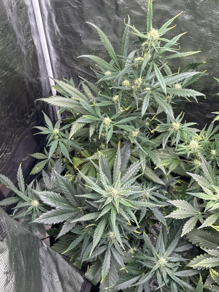 GOAT'lato Auto RQS. Week 5 - We need more mg 