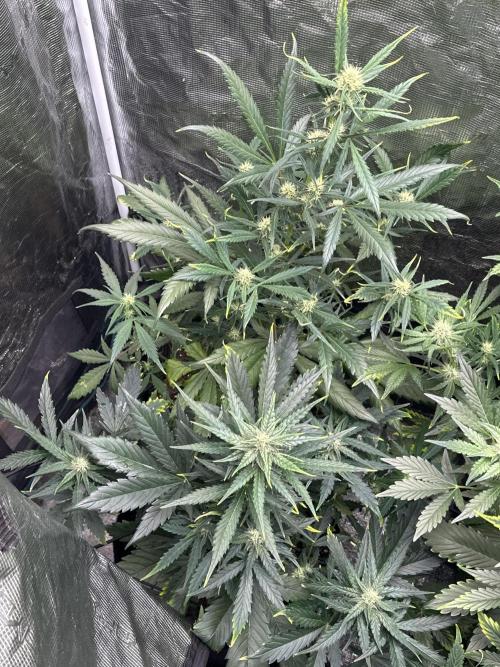 GOAT'lato Automatic . Week 5