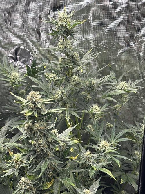 Wedding Cake Auto RQS. Week 6
