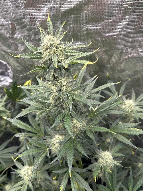 Wedding Cake Auto RQS. Week 6