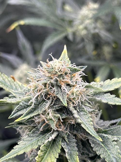 Wedding Cake Automatic. Week 6